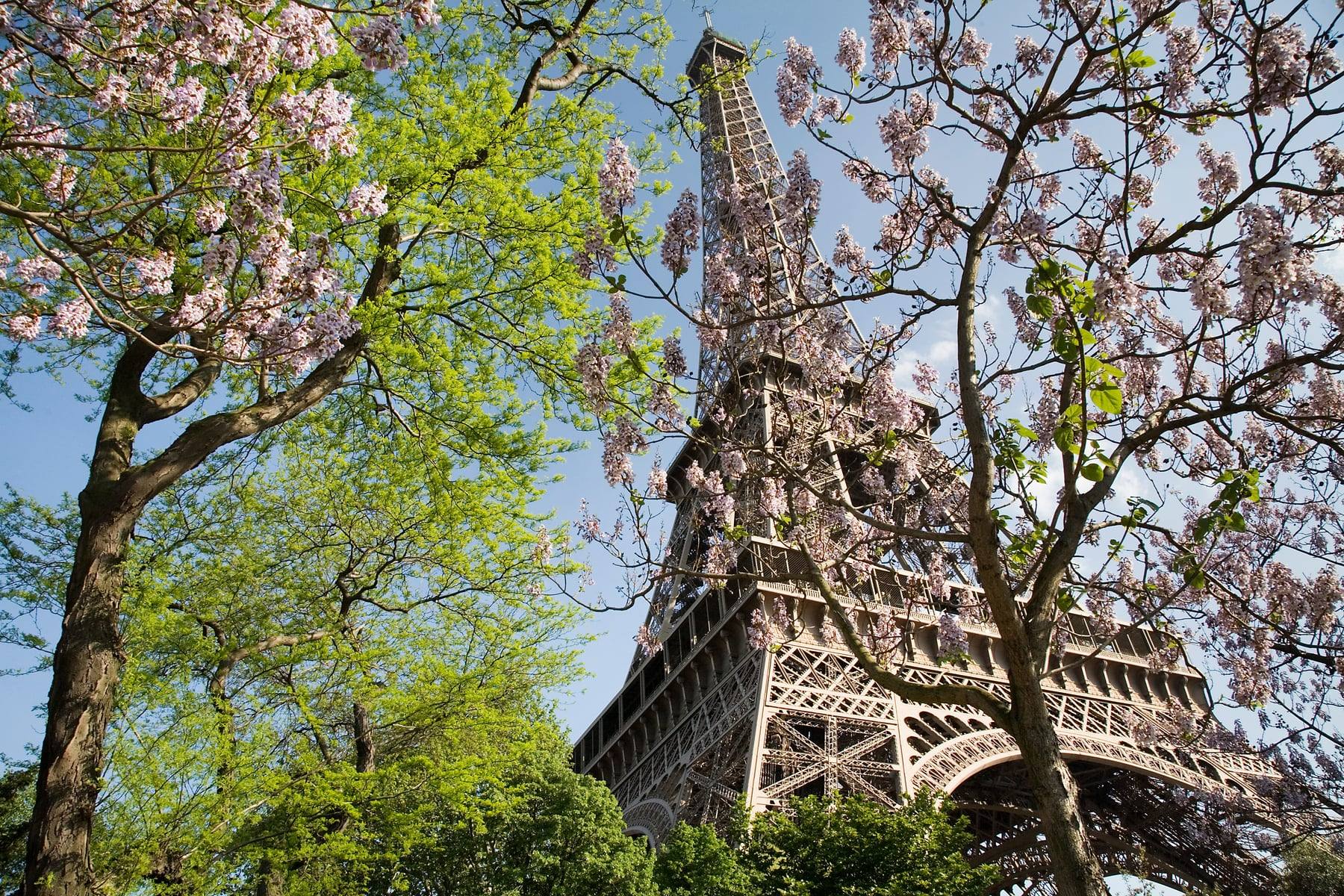 The Eiffel Tower in Paris framed by spring blossom